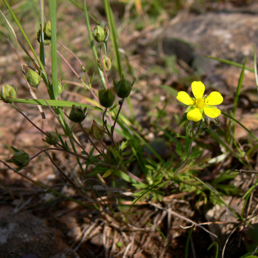 Image of Potentilla argentea specimen.