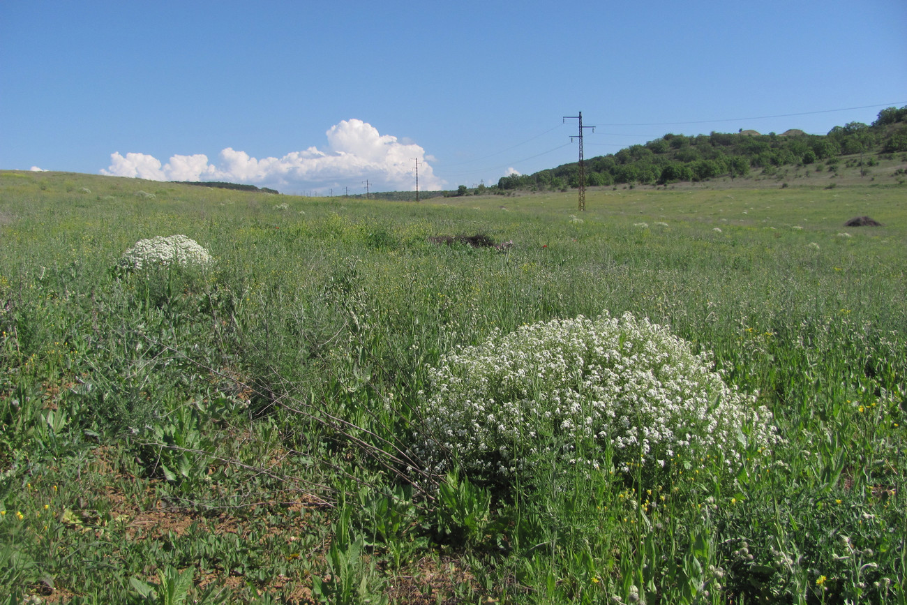 Изображение особи Crambe aspera.