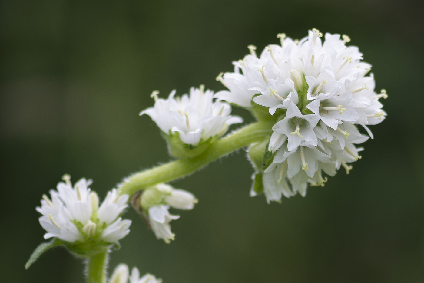 Image of Campanula cervicaria specimen.