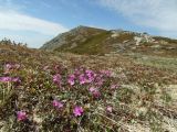 Rhododendron lapponicum. Цветущие растения. Магаданская обл., окр. Магадана, п-ов Старицкого, горная тундра. 13.06.2015.