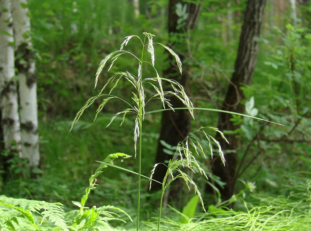 Image of Deschampsia cespitosa specimen.