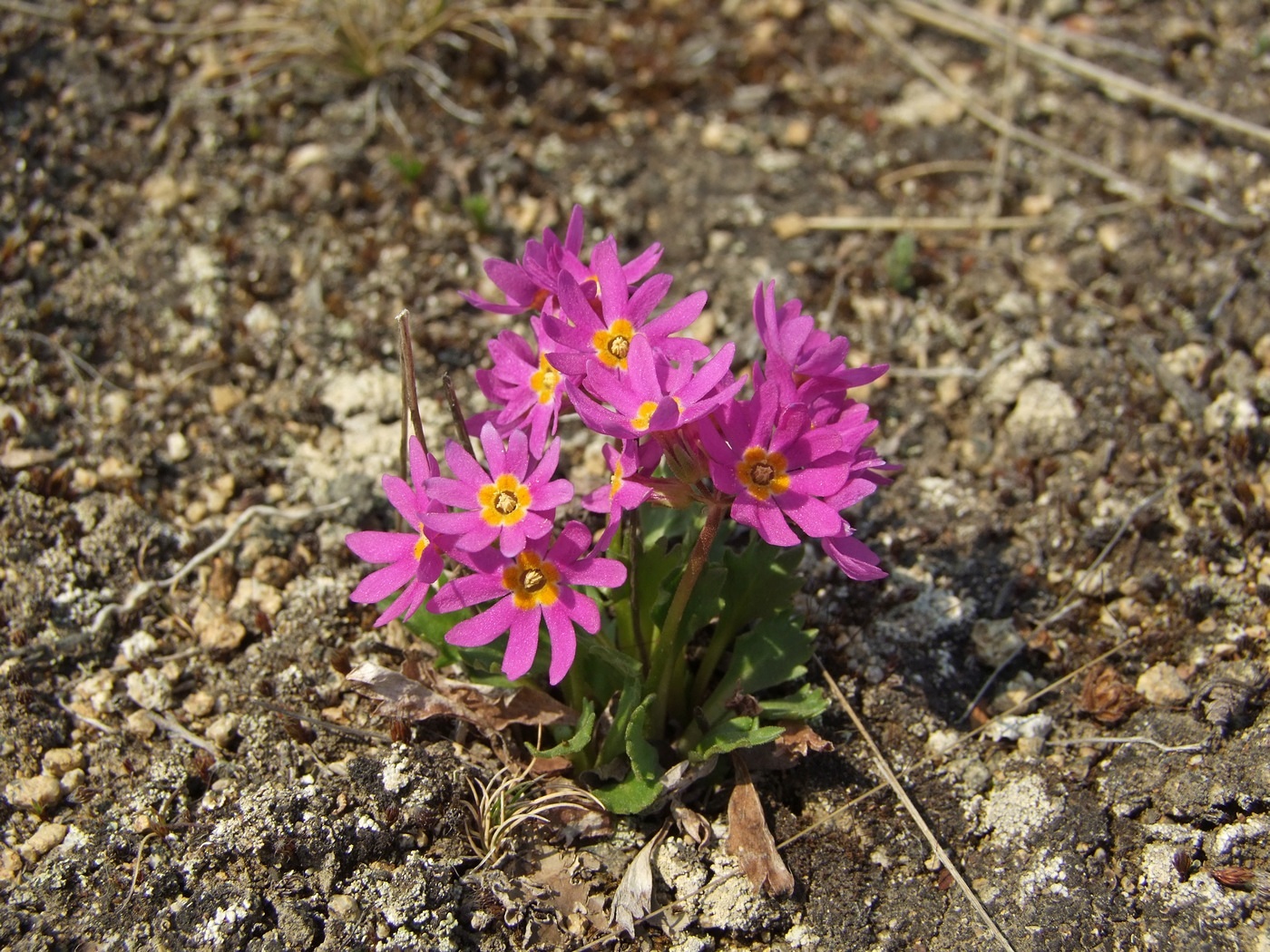 Image of Primula cuneifolia specimen.