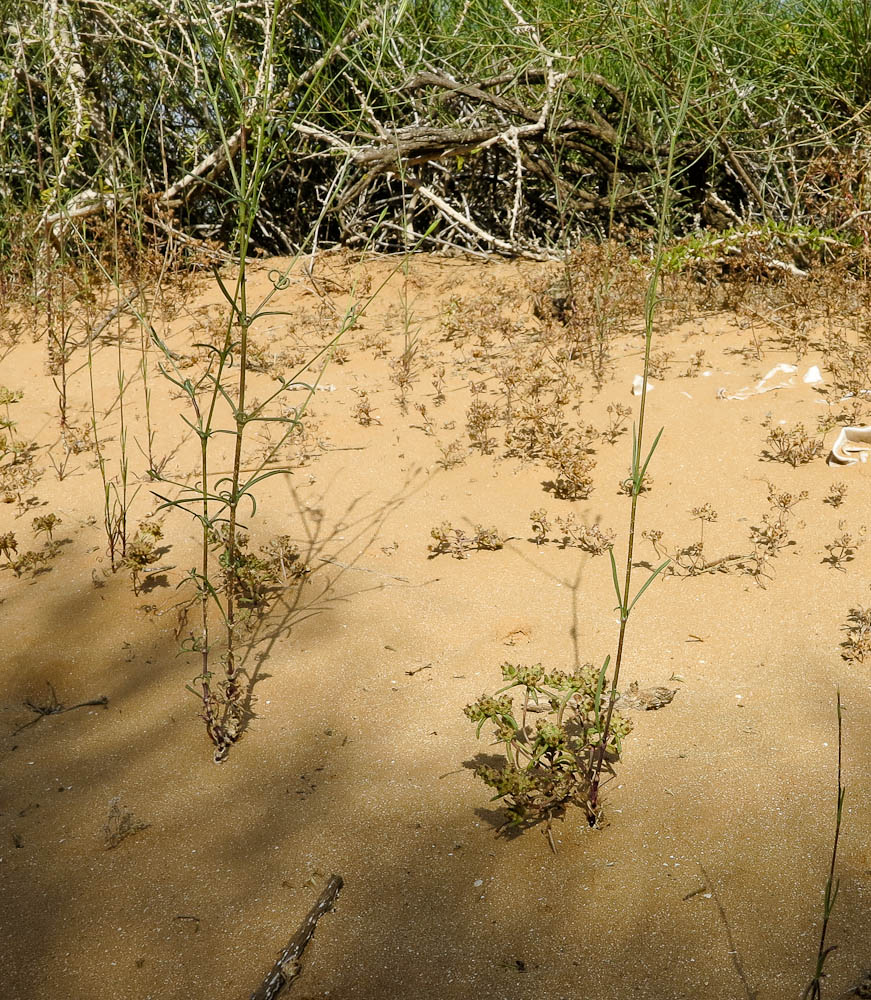 Image of Silene modesta specimen.