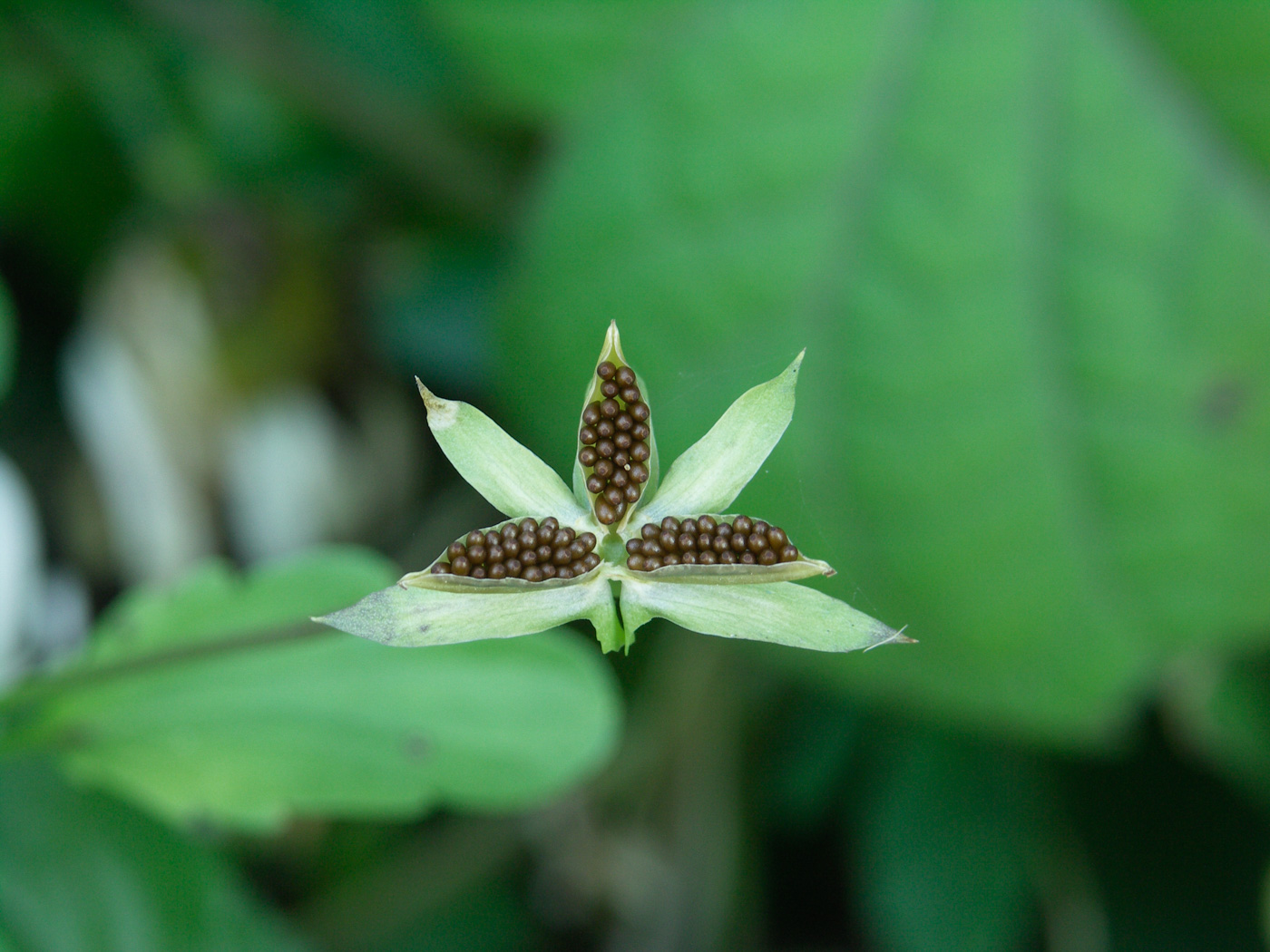 Image of genus Viola specimen.