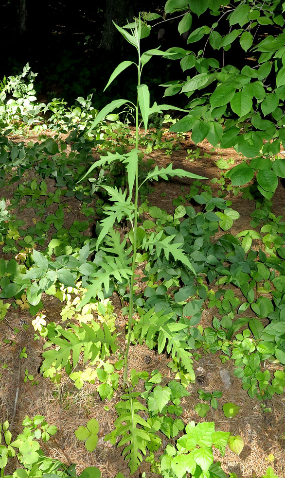 Image of Saussurea pulchella specimen.