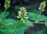 Astragalus glycyphyllos