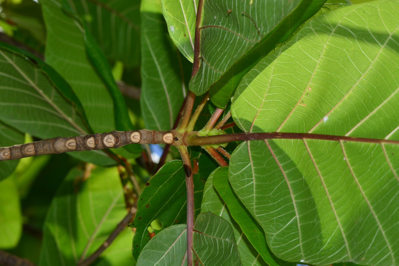 Image of Guettarda speciosa specimen.