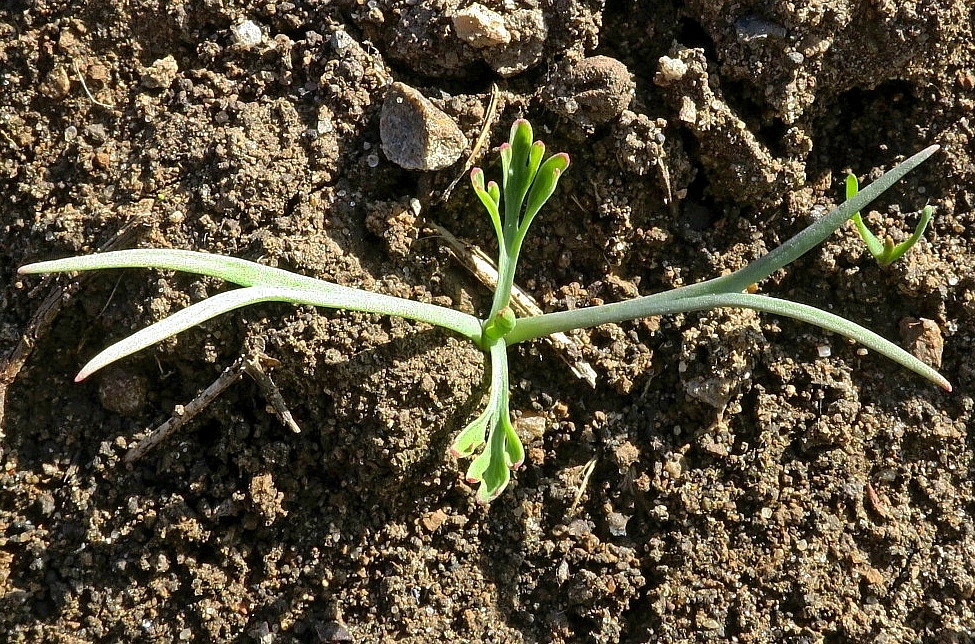 Изображение особи Eschscholzia californica.