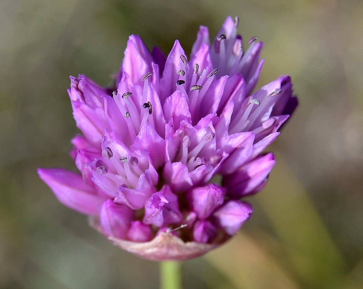 Изображение особи Allium inderiense.