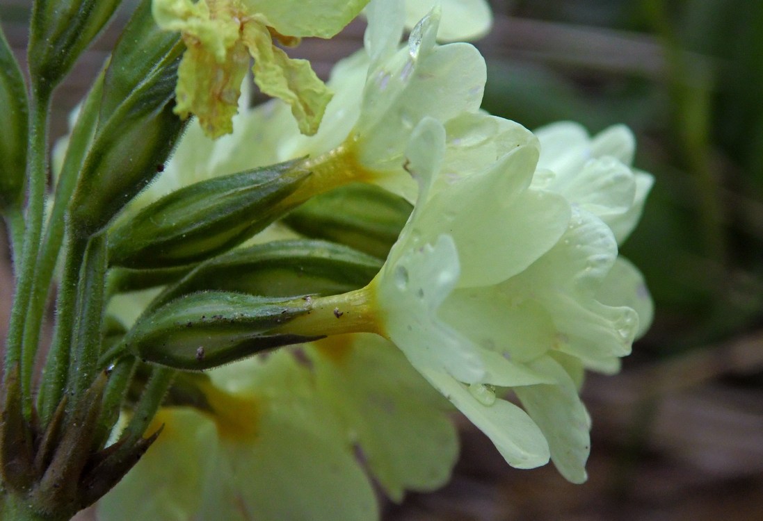 Image of Primula ruprechtii specimen.