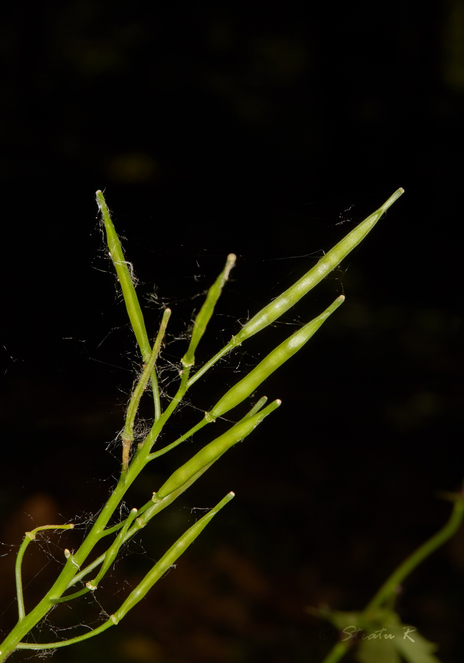 Image of Cardamine bulbifera specimen.