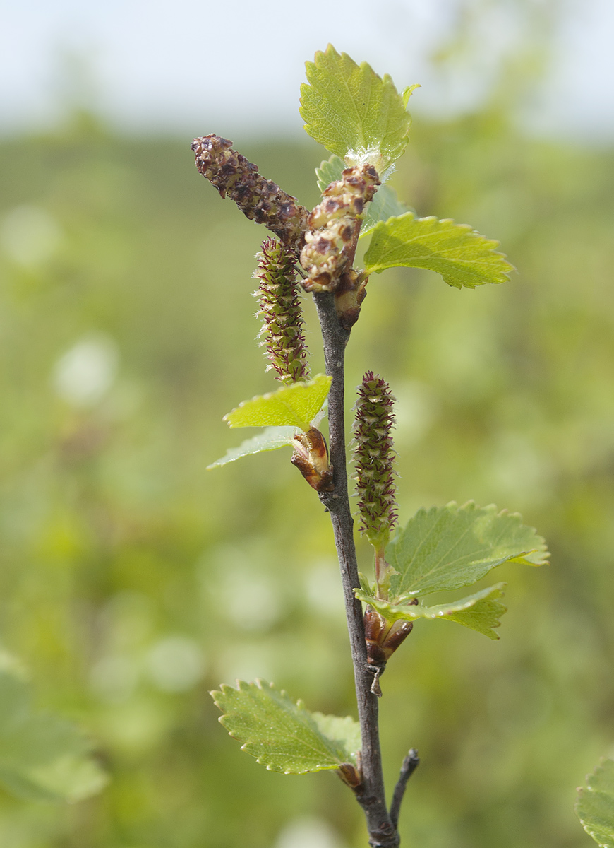 Изображение особи Betula &times; alpestris.