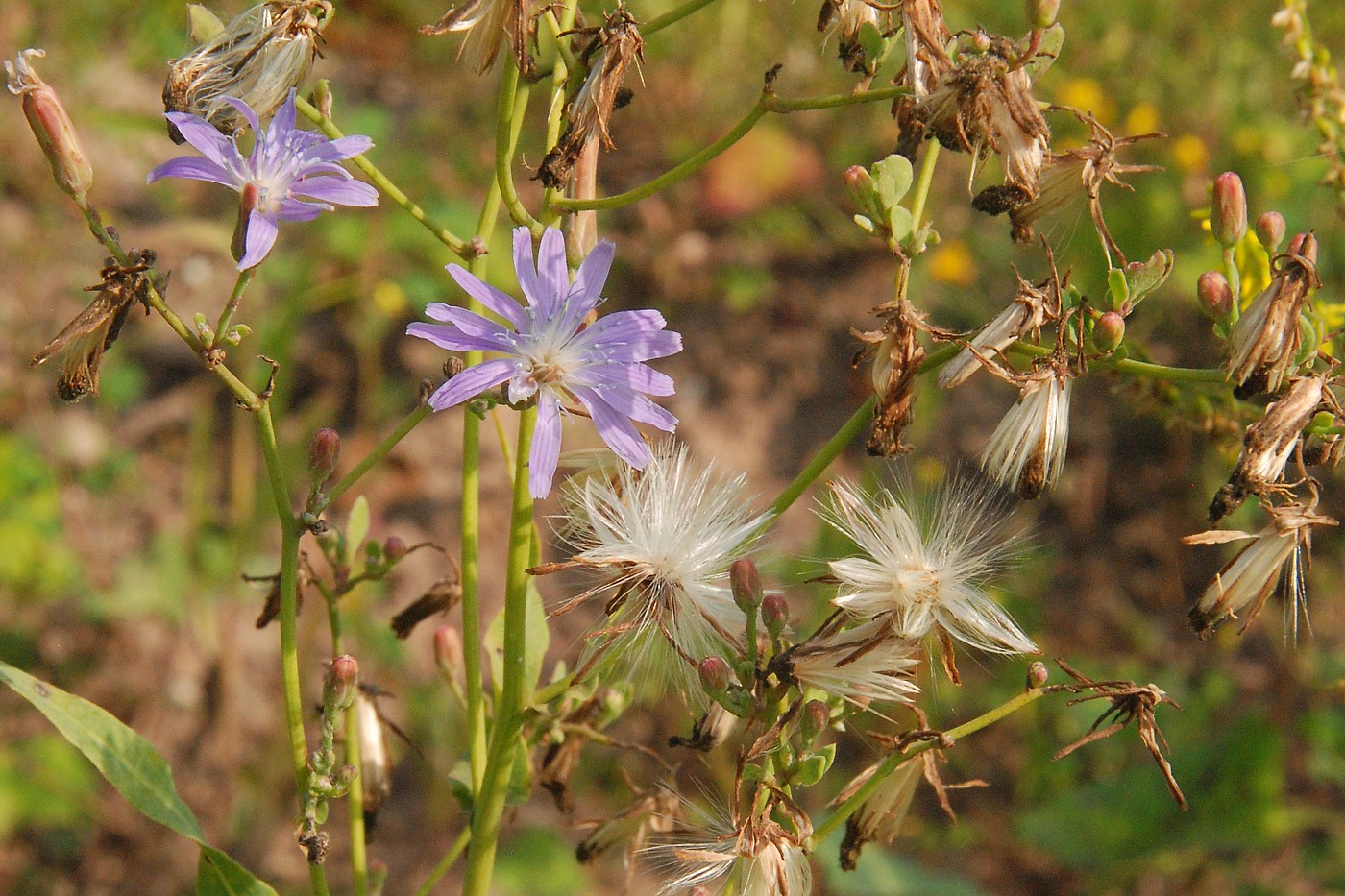 Изображение особи Lactuca tatarica.