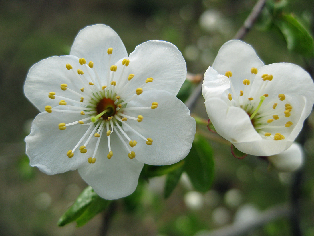 Image of Prunus cerasifera specimen.