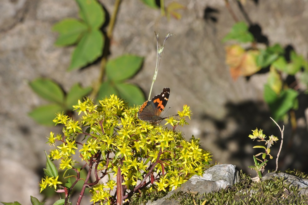 Image of genus Sedum specimen.