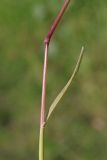 Poa bulbosa. Часть стебля. Крым, Севастополь, газон. 19.03.2024.