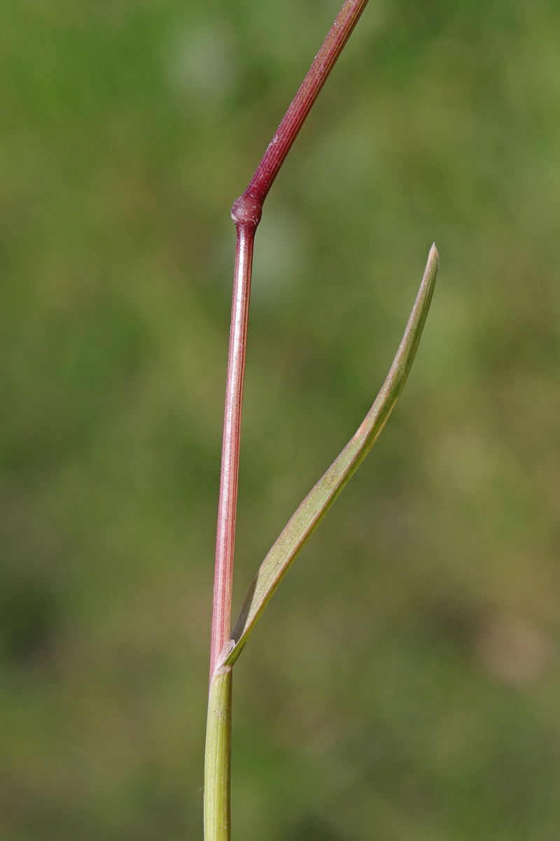 Изображение особи Poa bulbosa.