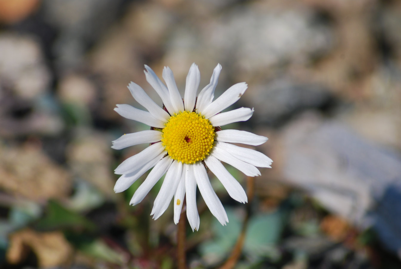 Image of Arctanthemum hultenii specimen.