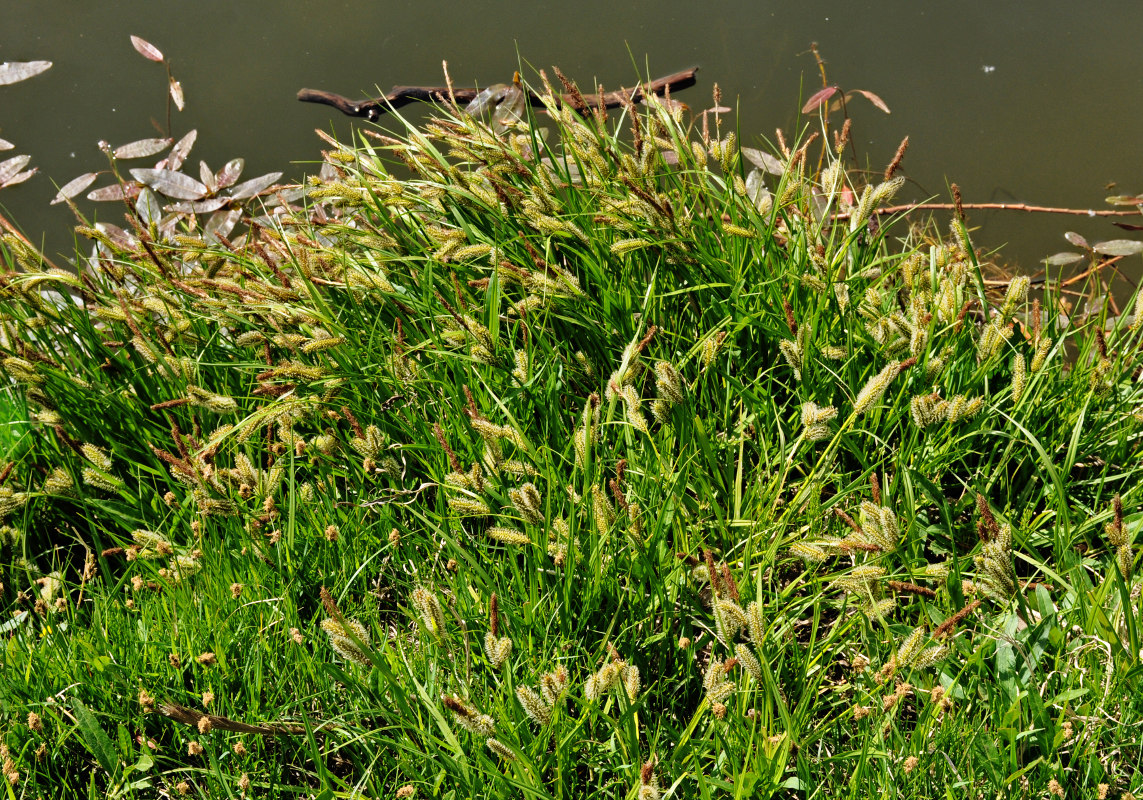 Image of genus Carex specimen.