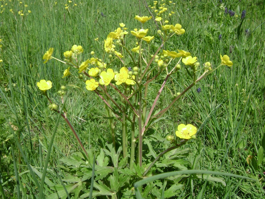 Image of Ranunculus meyerianus specimen.