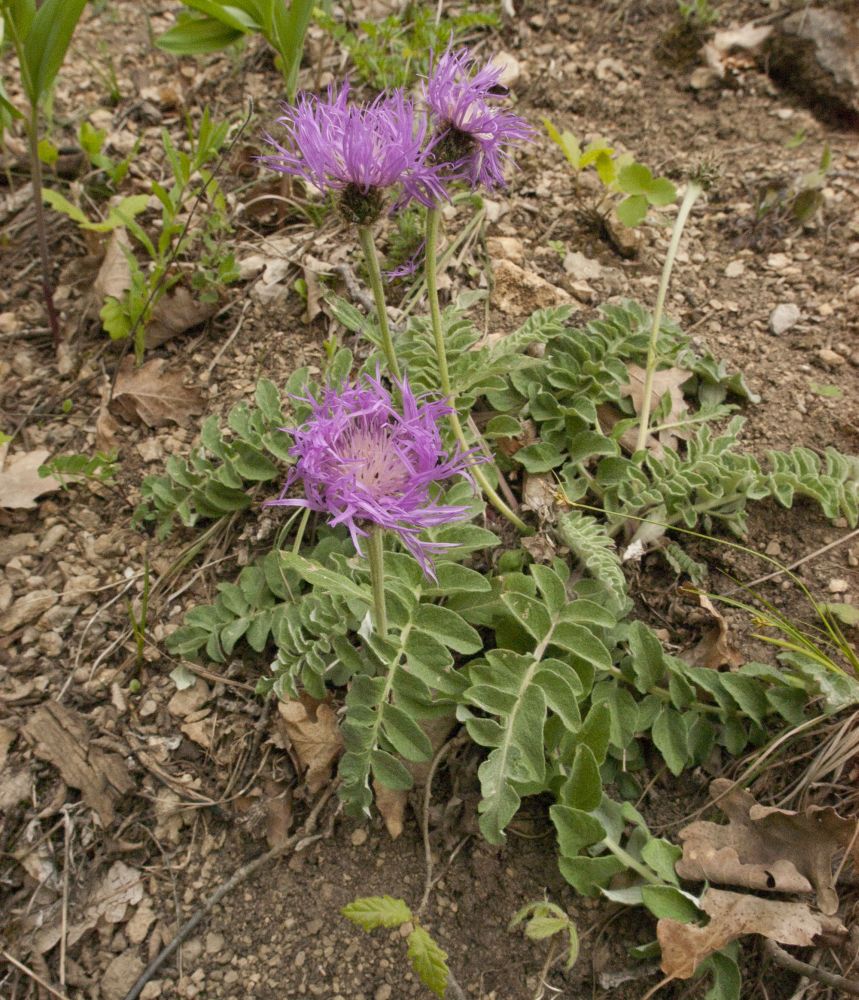 Изображение особи Psephellus declinatus.