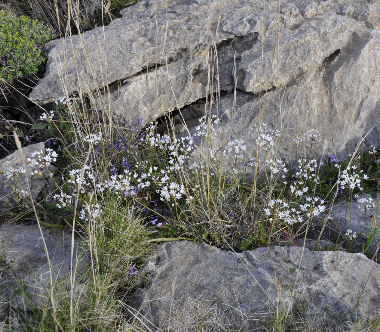 Image of Allium subhirsutum specimen.