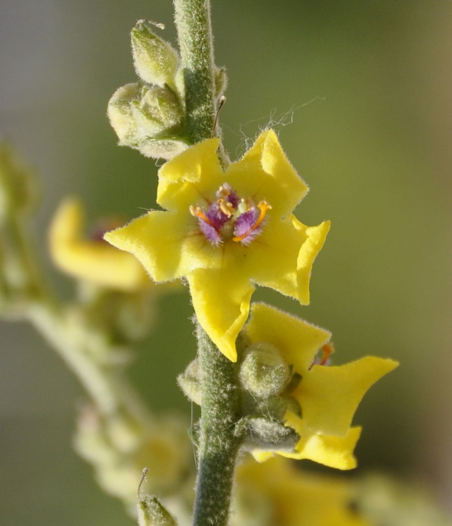 Image of genus Verbascum specimen.