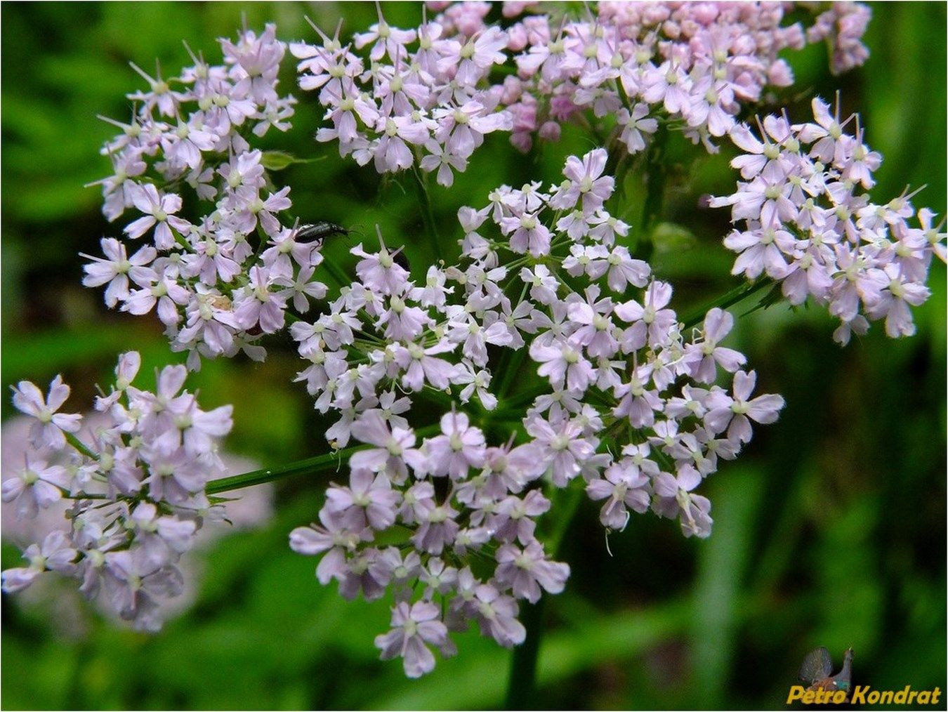 Изображение особи Chaerophyllum hirsutum.