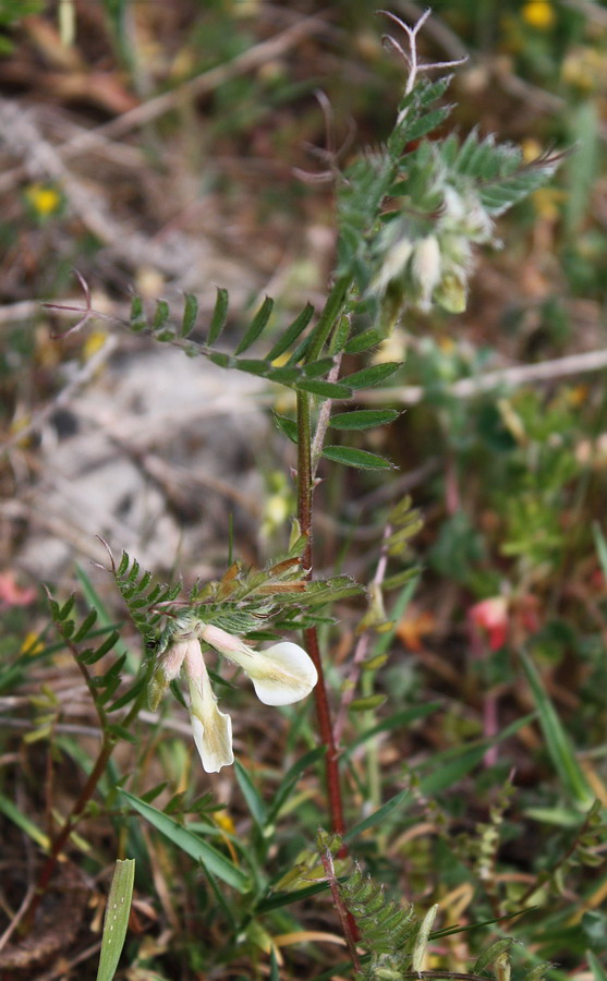 Image of Vicia pannonica specimen.