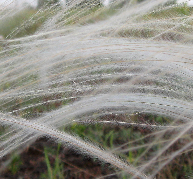 Image of genus Stipa specimen.