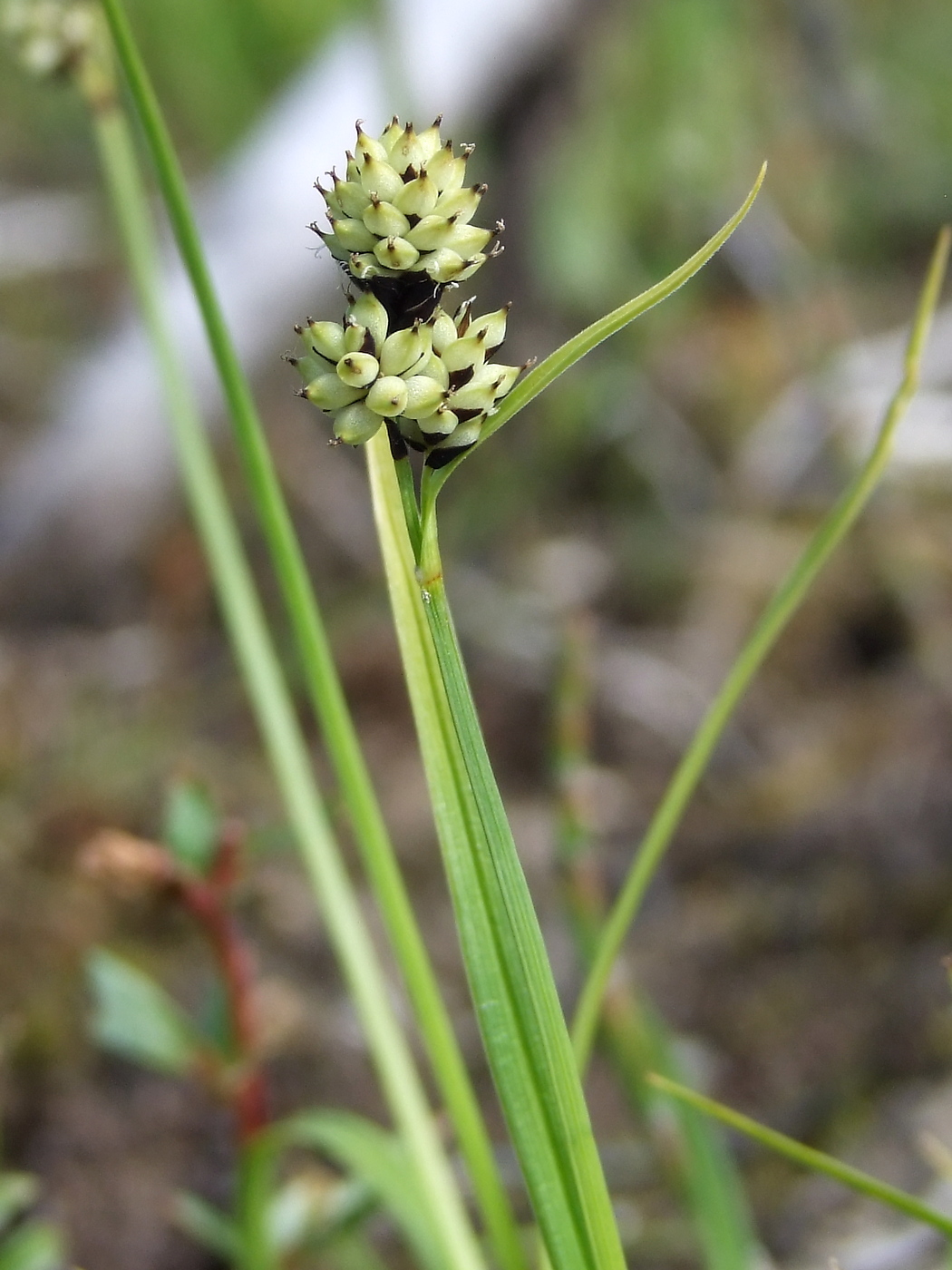 Image of Carex media specimen.