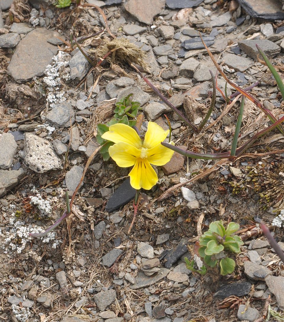 Image of Viola minuta specimen.