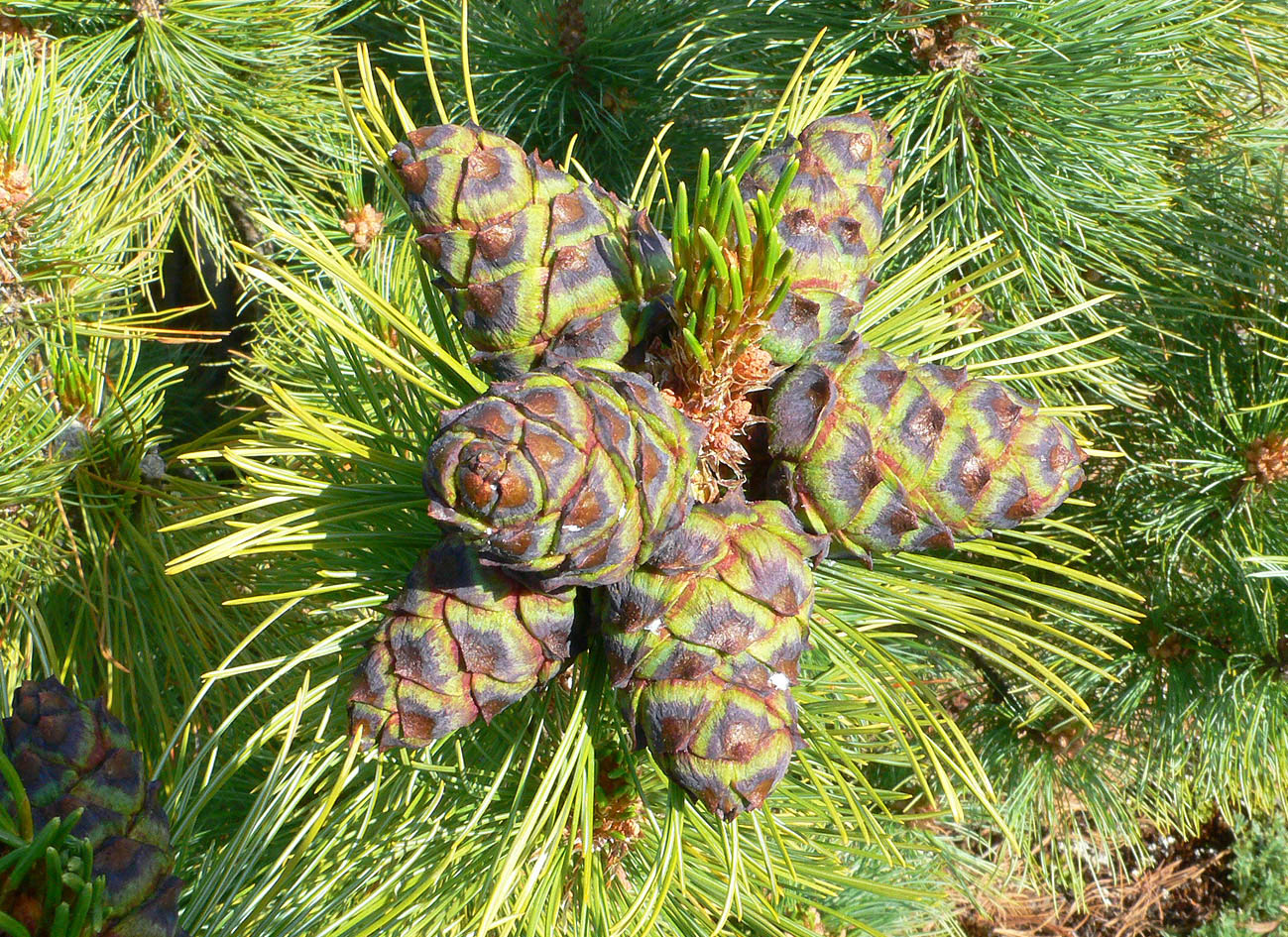 Кедровый стланик (Pinus pumila)