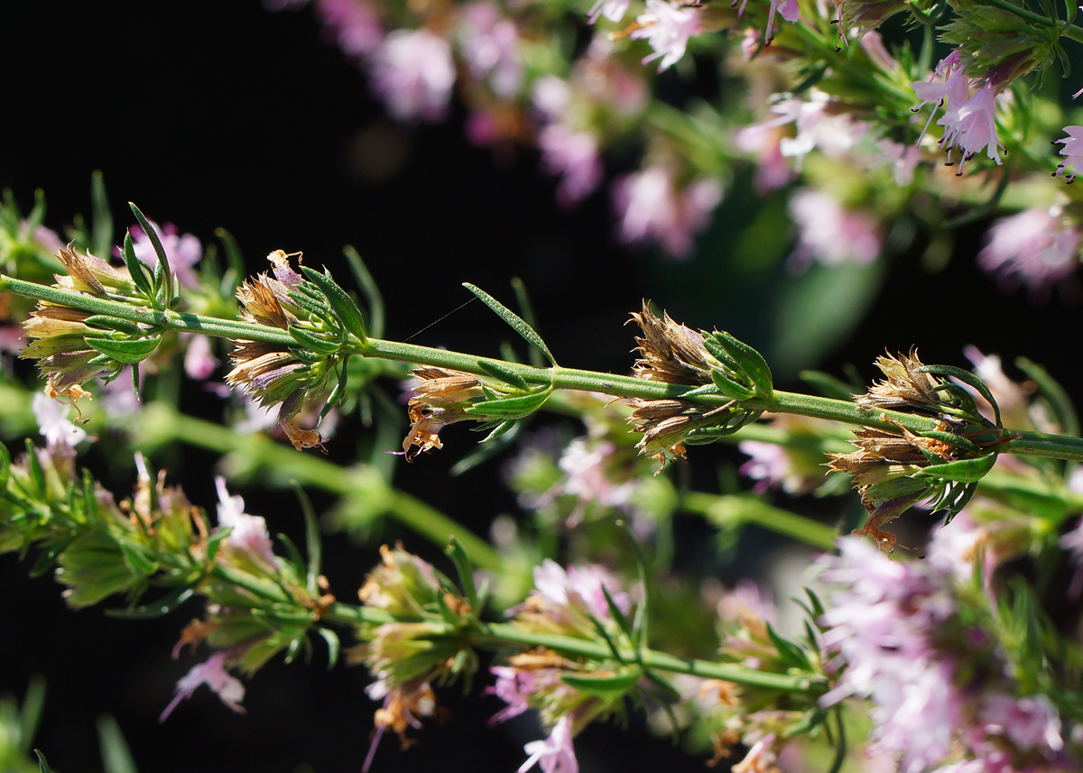 Image of Hyssopus officinalis specimen.