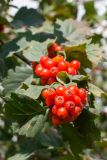 View full-size image genus Crataegus