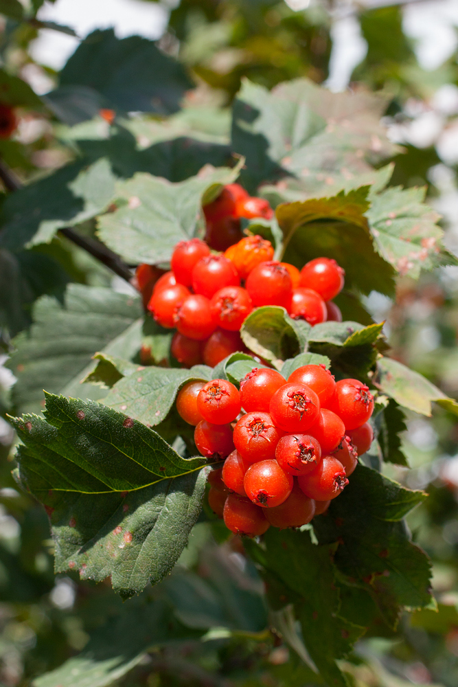 Изображение особи род Crataegus.