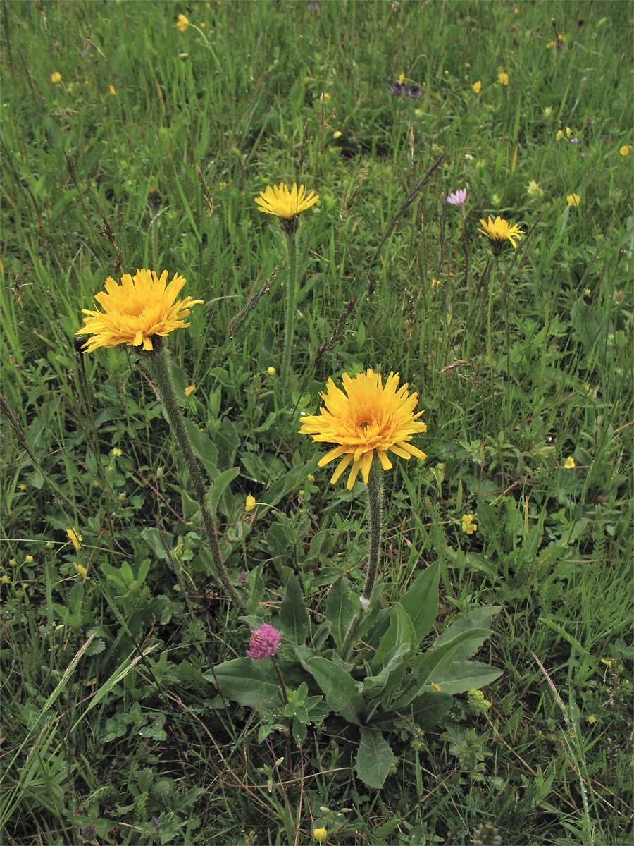 Image of Trommsdorffia uniflora specimen.