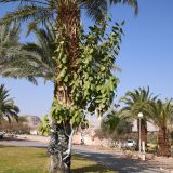 Ficus benghalensis