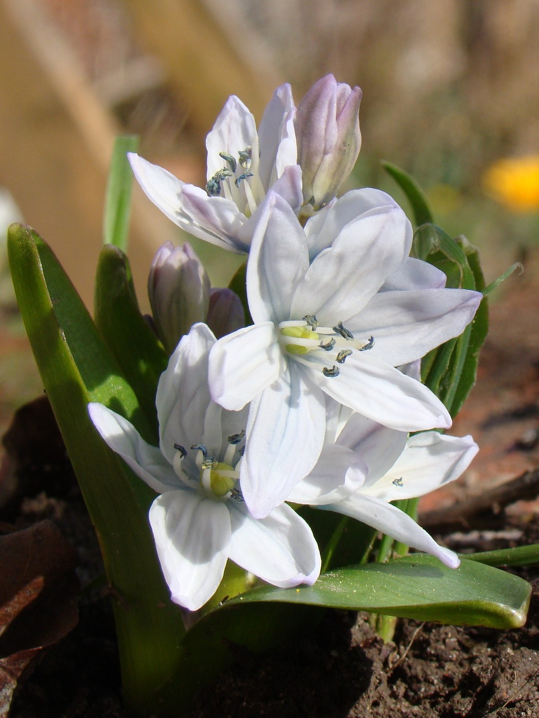 Image of Scilla mischtschenkoana specimen.