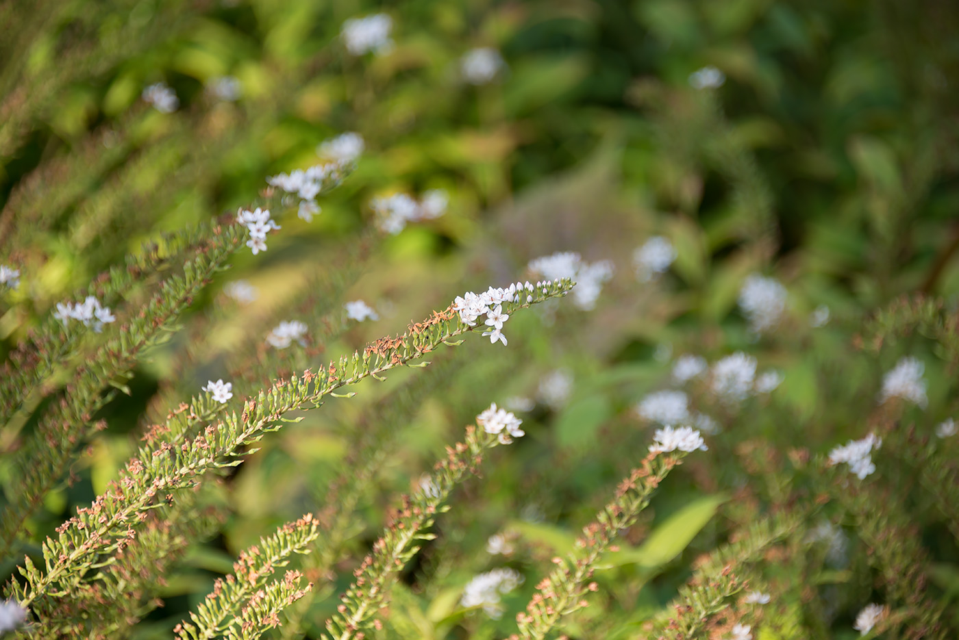 Изображение особи Lysimachia clethroides.