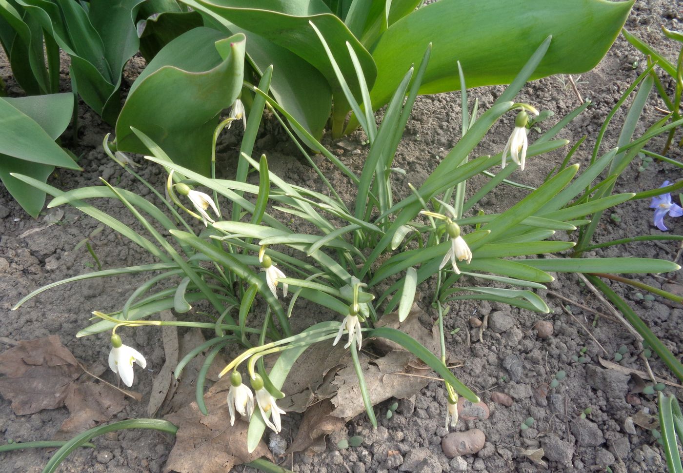 Image of genus Galanthus specimen.