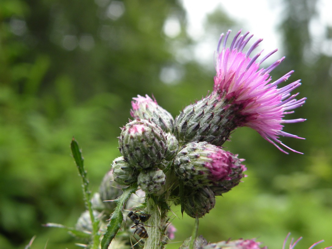 Image of Cirsium palustre specimen.