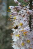 View full-size image Eremurus olgae