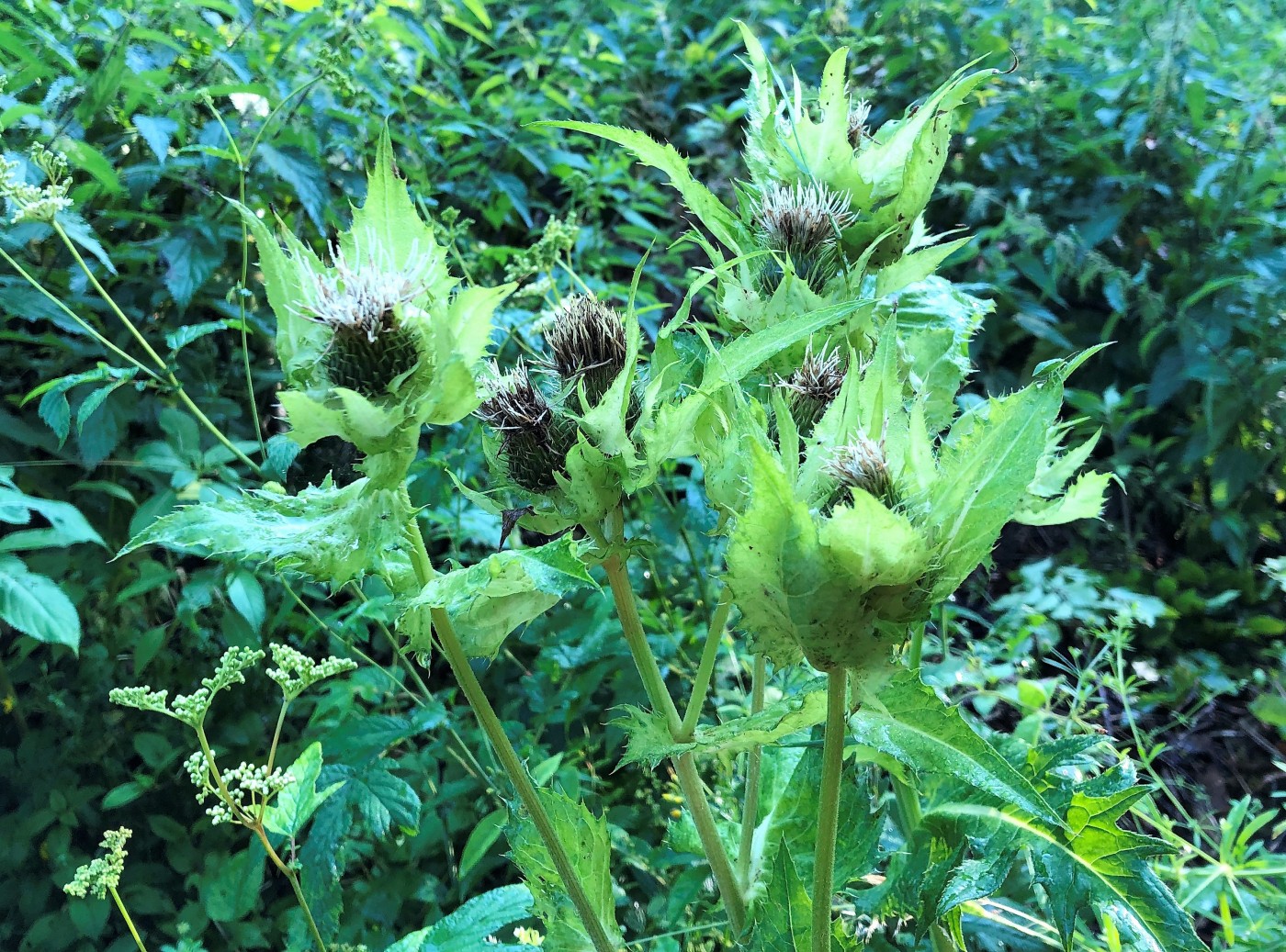 Image of Cirsium oleraceum specimen.