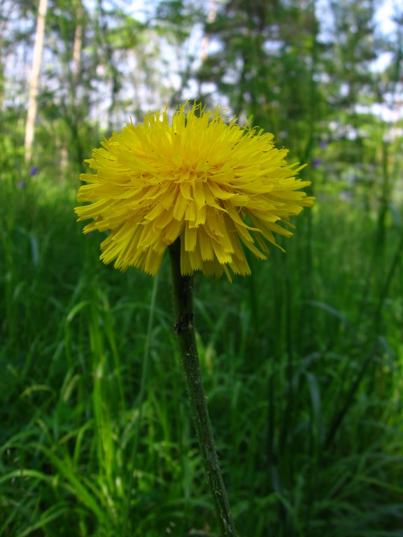 Image of Trommsdorffia maculata specimen.