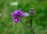 Centaurea scabiosa. Веточка с распустившимся и нераспустившимся соцветиями и колонией тли. Челябинская обл., Миасский гор. округ, берег оз. Тургояк, луговой склон. 05.08.2019.