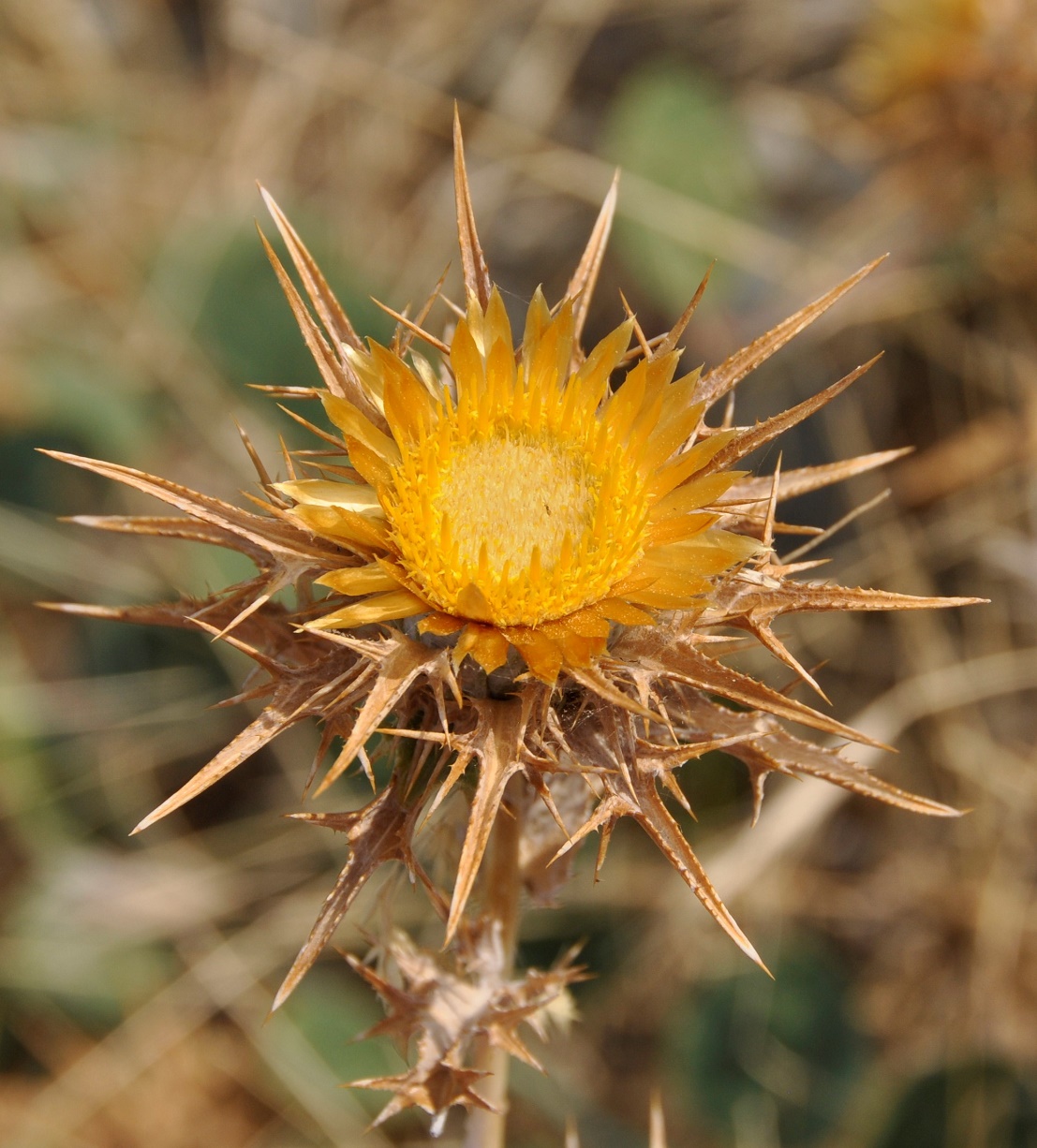 Изображение особи Carlina libanotica.