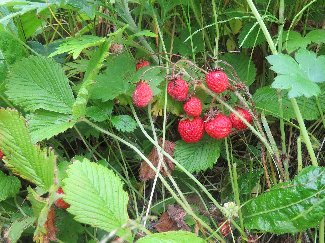 Image of Fragaria yezoensis specimen.