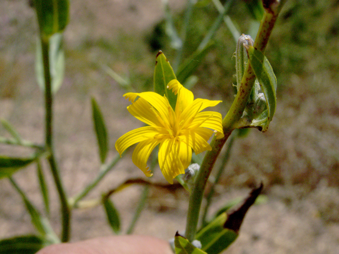 Image of Chondrilla aspera specimen.