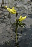 Utricularia minor. Соцветие, поднимающееся над поверхностью воды. Нидерланды, провинция Drenthe, национальный парк Dwingelderveld, озерцо в понижении среди вересковой пустоши. 18 июля 2010 г.